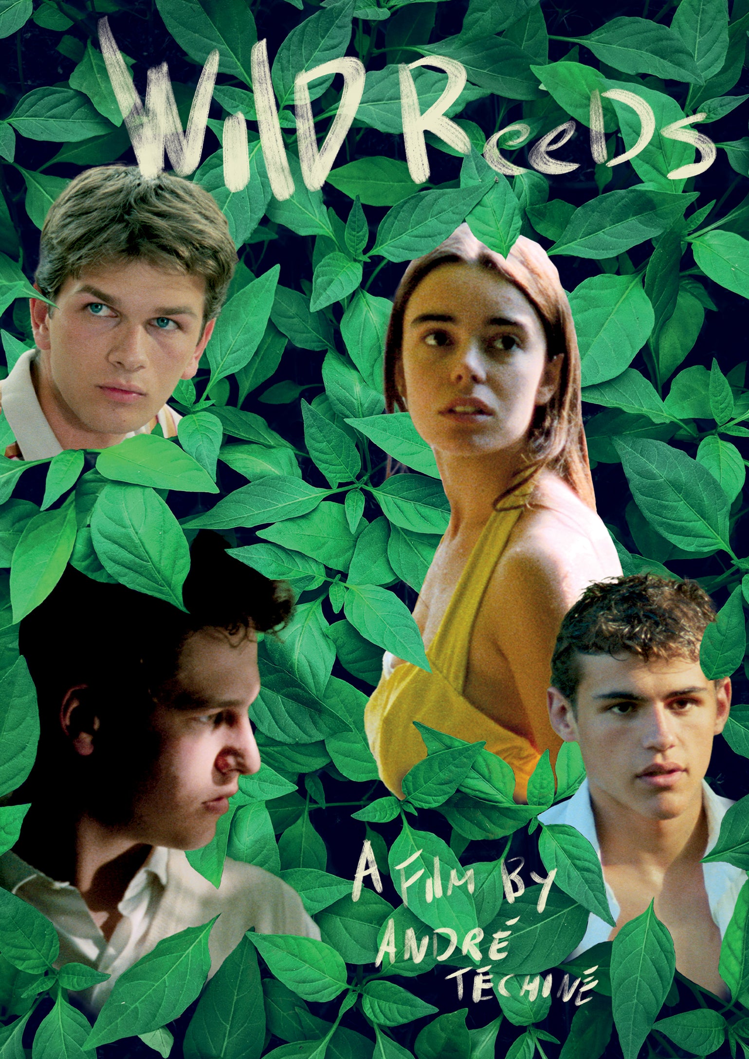 Wild Reeds (DVD)