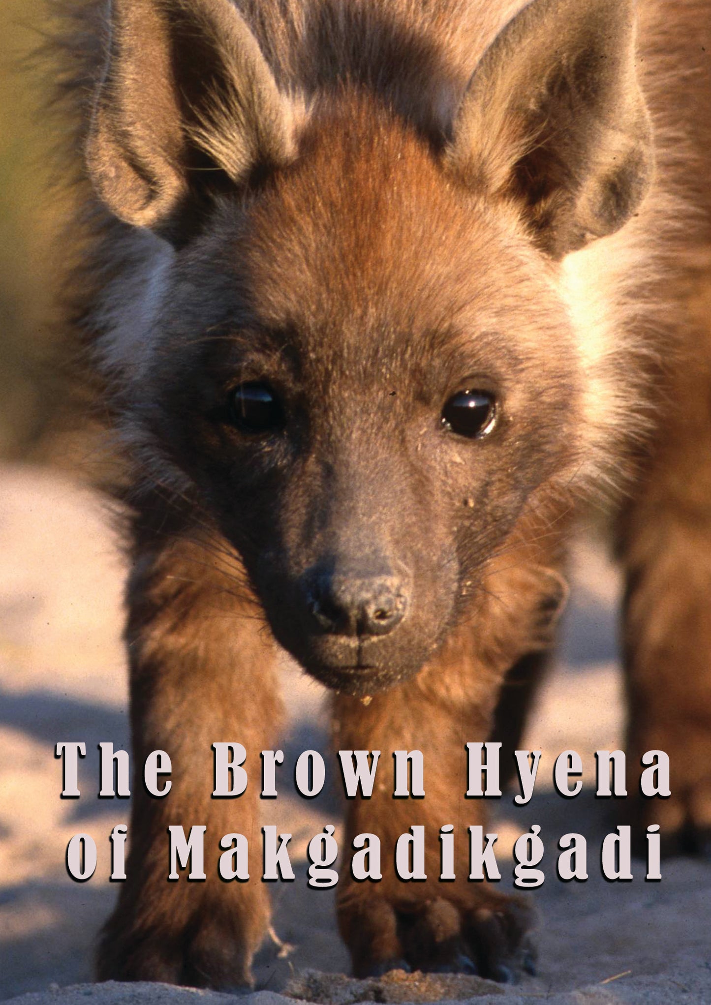 The Brown Hyena Of Makgadikgadi (DVD)