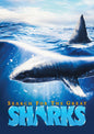 Search For The Great Sharks (DVD)